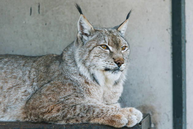 RUSSIA, KALININGRAD - MARCH 13, 2026: An East Siberian lynx is seen in the Kaliningrad Zoo Kaliningrad Russia  - ZUMAt113 20260313_zaa_t113_422 Copyright: xAlexanderxMelekhovx