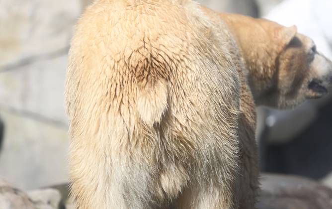 15 03 2026, xcex, GER, Hamburg, Stellingen, zoo, culture, animals, species protection, offspring, spring awakening at Hagenbeck Zoo, new polar bear in the Arctic Ocean, male polar bear Rasputin has moved from Aalborg Denmark to Hamburg as part of the European Endangered Species Programme EEP CE