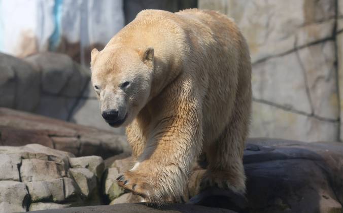 15 03 2026, xcex, GER, Hamburg, Stellingen, zoo, culture, animals, species protection, offspring, spring awakening at Hagenbeck Zoo, new polar bear in the Arctic Ocean, male polar bear Rasputin has moved from Aalborg Denmark to Hamburg as part of the European Endangered Species Programme EEP CE