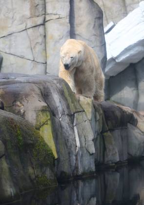 15 03 2026, xcex, GER, Hamburg, Stellingen, zoo, culture, animals, species protection, offspring, spring awakening at Hagenbeck Zoo, new polar bear in the Arctic Ocean, male polar bear Rasputin has moved from Aalborg Denmark to Hamburg as part of the European Endangered Species Programme EEP CE