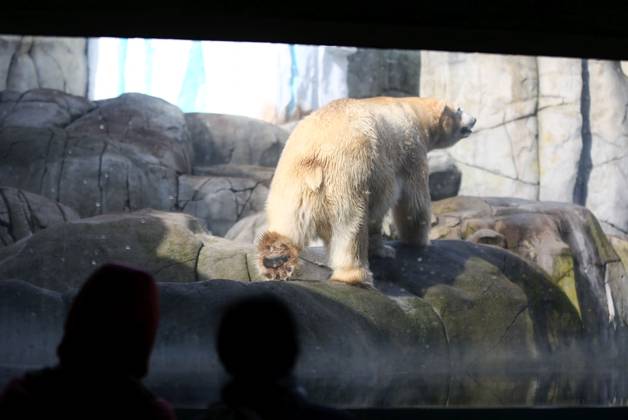 15 03 2026, xcex, GER, Hamburg, Stellingen, zoo, culture, animals, species protection, offspring, spring awakening at Hagenbeck Zoo, new polar bear in the Arctic Ocean, polar bear Rasputin has moved from Aalborg Denmark to Hamburg as part of the European Endangered Species Programme EEP, visitors marvel at the huge animal CE