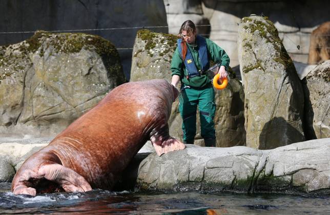 15 03 2026, xcex, GER, Hamburg, Stellingen, zoo, culture, animals, walrus, spring awakening at Hagenbeck Zoo, keepers feed and take care of the walruses in the Arctic Ocean CE