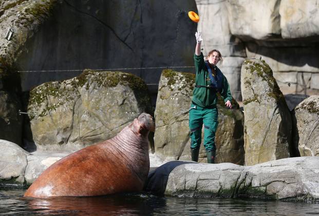 15 03 2026, xcex, GER, Hamburg, Stellingen, zoo, culture, animals, walrus, spring awakening at Hagenbeck Zoo, keepers feed and take care of the walruses in the Arctic Ocean CE