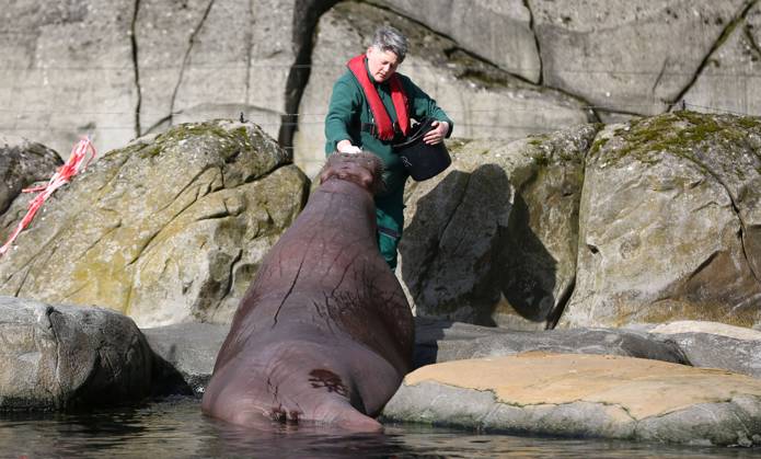 15 03 2026, xcex, GER, Hamburg, Stellingen, zoo, culture, animals, walrus, spring awakening at Hagenbeck Zoo, keepers feed and take care of the walruses in the Arctic Ocean CE
