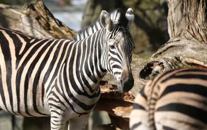 15 03 2026, xcex, GER, Hamburg, Stellingen, Zoo, Culture, Animals, Spring Awakening at Hagenbeck Zoo, Chapman Zebra CE