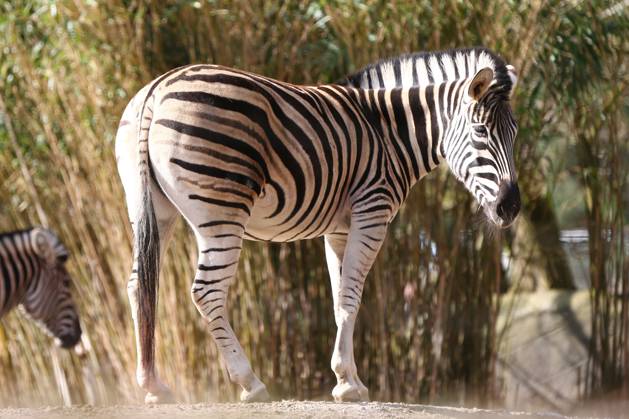 15 03 2026, xcex, GER, Hamburg, Stellingen, Zoo, Culture, Animals, Spring Awakening at Hagenbeck Zoo, Chapman Zebra CE