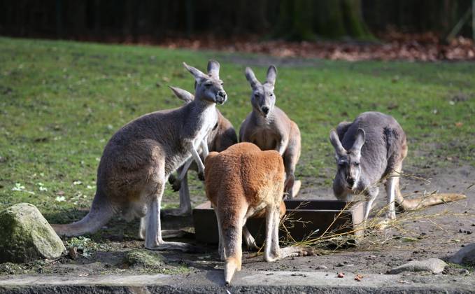 15 03 2026, xcex, GER, Hamburg, Stellingen, zoo, culture, animals, spring awakening at Hagenbeck Zoo, kangaroo, kangaroo group feeding, feeding station, red giant kangaroo CE
