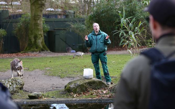 15 03 2026, xcex, GER, Hamburg, Stellingen, Zoo, Culture, Animals, Spring awakening at Hagenbeck Zoo, animal keeper explains facts about the red giant kangaroos to visitors CE