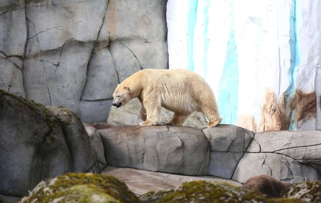 15 03 2026, xcex, GER, Hamburg, Stellingen, zoo, culture, animals, species protection, offspring, spring awakening at Hagenbeck Zoo, new polar bear in the Arctic Ocean, polar bear Rasputin has moved from Aalborg Denmark to Hamburg as part of the European Endangered Species Programme EEP CE