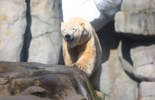 15 03 2026, xcex, GER, Hamburg, Stellingen, zoo, culture, animals, species protection, offspring, spring awakening at Hagenbeck Zoo, new polar bear in the Arctic Ocean, polar bear Rasputin has moved from Aalborg Denmark to Hamburg as part of the European Endangered Species Programme EEP CE
