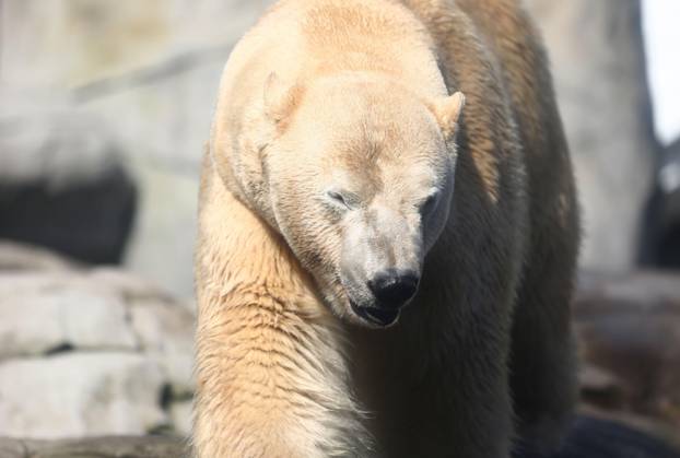 15 03 2026, xcex, GER, Hamburg, Stellingen, zoo, culture, animals, species protection, offspring, spring awakening at Hagenbeck Zoo, new polar bear in the Arctic Ocean, polar bear Rasputin has moved from Aalborg Denmark to Hamburg as part of the European Endangered Species Programme EEP CE