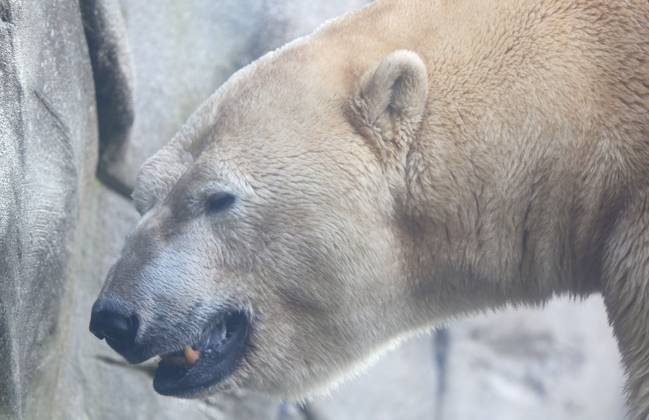 15 03 2026, xcex, GER, Hamburg, Stellingen, zoo, culture, animals, species protection, offspring, spring awakening at Hagenbeck Zoo, new polar bear in the Arctic Ocean, polar bear Rasputin has moved from Aalborg Denmark to Hamburg as part of the European Endangered Species Programme EEP CE