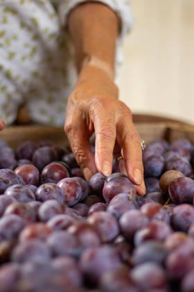 IMAGO Creative, Jahreszeit Sommer, Food, Pflaume The hand of a woman on a plum harvest in the kitchen during the summer Bourges, Centre-Val de Loire, France CR_WCUQ260313-1982153-01