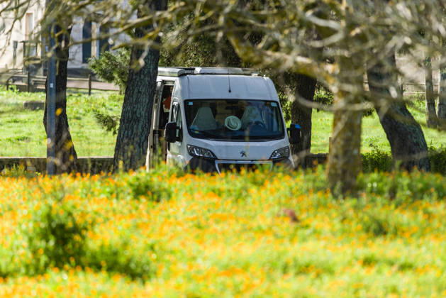A campervan stands between trees in the middle of a marigold meadow in Salento, Apulia, Italy A campervan stands in the natural landscape next to a flower meadow