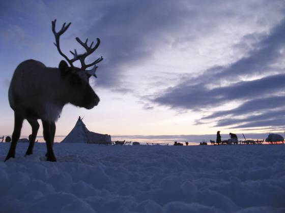 Rentiere vor einer Tundra Landschaft. Das Leben auf Jamal Reindeer against a tundra landscape. Life on Yamal Copyright: imageBROKER LeonidxEremeychuk ibxler16596750.jpg