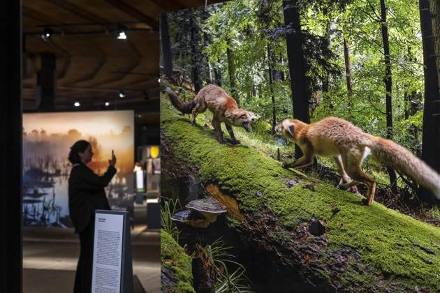 New exhibition in the Gasometer Oberhausen, Mythos Wald, on 3 levels and with several thematic chapters, the exhibition shows the diversity of the worlds forests with pictures, videos and exhibits, NRW, Germany, Mythos Wald Oberhausen