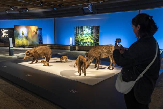 New exhibition in the Gasometer Oberhausen, Mythos Wald, on 3 levels and with several thematic chapters, the exhibition shows the diversity of the worlds forests with pictures, videos and exhibits, NRW, Germany, Mythos Wald Oberhausen