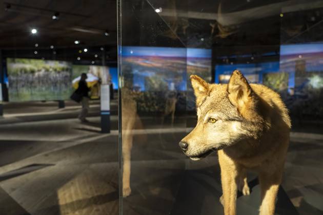 New exhibition in the Gasometer Oberhausen, Mythos Wald, on 3 levels and with several thematic chapters, the exhibition shows the diversity of the worlds forests with pictures, videos and exhibits, NRW, Germany, Mythos Wald Oberhausen