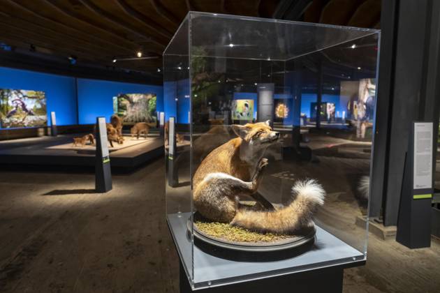 New exhibition in the Gasometer Oberhausen, Mythos Wald, on 3 levels and with several thematic chapters, the exhibition shows the diversity of the worlds forests with pictures, videos and exhibits, NRW, Germany, Mythos Wald Oberhausen