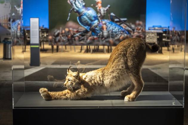 New exhibition in the Gasometer Oberhausen, Mythos Wald, on 3 levels and with several thematic chapters, the exhibition shows the diversity of the worlds forests with pictures, videos and exhibits, NRW, Germany, Mythos Wald Oberhausen