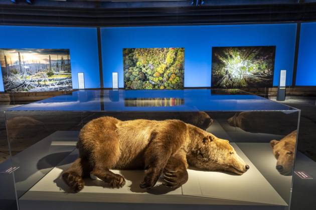 New exhibition in the Gasometer Oberhausen, Mythos Wald, on 3 levels and with several thematic chapters, the exhibition shows the diversity of the worlds forests with pictures, videos and exhibits, NRW, Germany, Mythos Wald Oberhausen