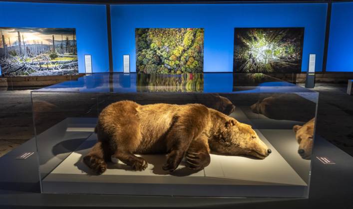 New exhibition in the Gasometer Oberhausen, Mythos Wald, on 3 levels and with several thematic chapters, the exhibition shows the diversity of the worlds forests with pictures, videos and exhibits, NRW, Germany, Mythos Wald Oberhausen