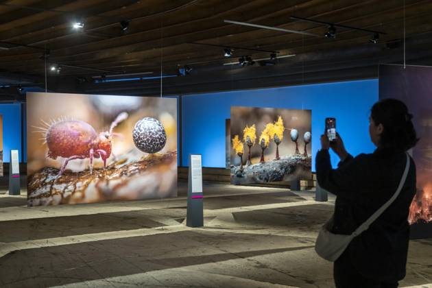 New exhibition in the Gasometer Oberhausen, Mythos Wald, on 3 levels and with several thematic chapters, the exhibition shows the diversity of the worlds forests with pictures, videos and exhibits, NRW, Germany, Mythos Wald Oberhausen