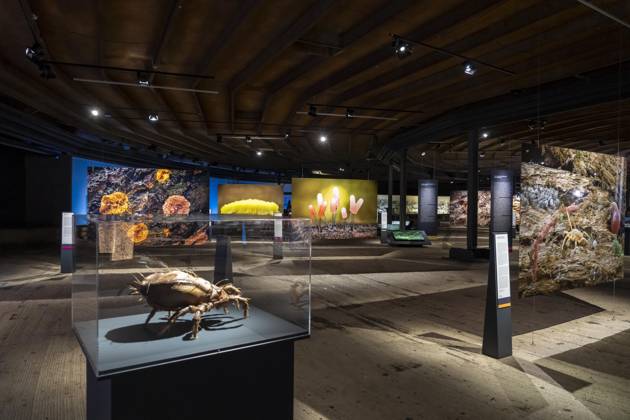 New exhibition in the Gasometer Oberhausen, Mythos Wald, on 3 levels and with several thematic chapters, the exhibition shows the diversity of the worlds forests with pictures, videos and exhibits, NRW, Germany, Mythos Wald Oberhausen