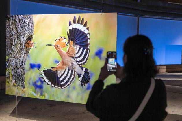 New exhibition in the Gasometer Oberhausen, Mythos Wald, on 3 levels and with several thematic chapters, the exhibition shows the diversity of the worlds forests with pictures, videos and exhibits, NRW, Germany, Mythos Wald Oberhausen