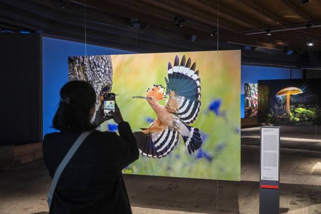 New exhibition in the Gasometer Oberhausen, Mythos Wald, on 3 levels and with several thematic chapters, the exhibition shows the diversity of the worlds forests with pictures, videos and exhibits, NRW, Germany, Mythos Wald Oberhausen