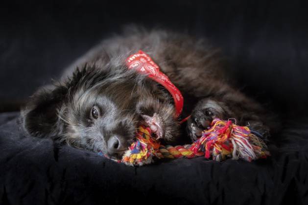Schwarzer Hundewelpe, liegend und kauend, Knoten, Seil, Knochen, Lieblingsspielzeug, Ohren zur Seite. Spielzeit Konzept. Nahaufnahme, Kopierraum, Hintergrund Black dog puppy lying down and chewing knot rope bone favorite toy, ears to the side. Play time concept. Close up, copy space, background Copyright: imageBROKER NataliyaxNazarova ibxiqx16938912.jpg