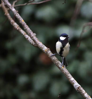 21 03 2026, wildlife in the garden, Munich, in the picture great tit