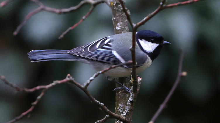 21 03 2026, wildlife in the garden, Munich, in the picture great tit