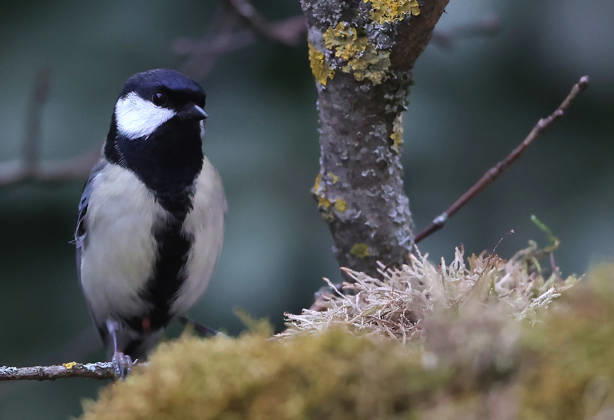 21 03 2026, wildlife in the garden, Munich, in the picture great tit