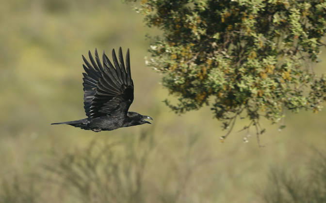 Spanish Raven, Iberian Raven Corvus Corax hispanus, Corvus Hispanus , at Flight, Spain, Extremadura Spanish raven, Iberian Raven Corvus Corax hispanus, Corvus Hispanus , in flight, Spain, Extremadura BLWS744837 Copyright: xblickwinkel AGAMI H.xSoerensenx