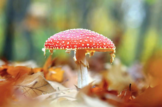 Fliegenpilz Fliegenpilz (License=RF) Copyright: xZoonar.com HelmutxVoglerx 24823644