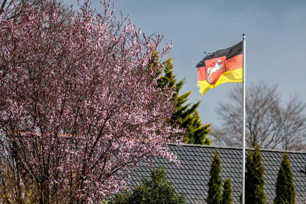 29 03 2026 View of a so-called blood plum in full bloom in Liebenburg in the district of Goslar in Lower Saxony Behind it, a German flag with the coat of arms of Lower Saxony Liebenburg Lower Saxony Germany flies on a pole in front of a house