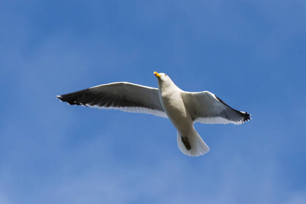 Dominican meow, Dominicans Moewe, antipode Larus dominicanus antipodus, Larus antipode , at Flight, Falkland Islands, Pebble Iceland Kelp gull, Southern Black Backed gull, Dominican GULL Larus dominicanus antipodus, Larus antipode , in flight, Falkland Iceland, Pebble Iceland BLWS745269 Copyright: xblickwinkel AGAMI S.xPitamitzx