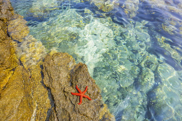 Purple star, Purple starfish, Red Starfish, Bloodstar, Red Mediterranean starfish Echinaster sepositus , Red Starfish is at a Rocks in the Bay from Ustrine, Croatia, Cres, Ustrine Red Mediterranean Sea Star Echinaster sepositus , Lying ON a Rock by The sea, Croatia, Cres, Ustrine BLWS745353 Copyright: xblickwinkel D.xu.xM.xSheldonx