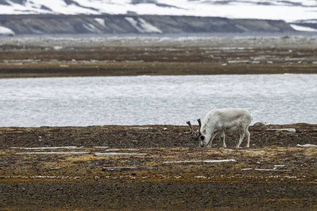 Reindeer (Rangifer tarandus) grazing, Poolepynten, Prins Karls Forland island, Svalbard, Norway. Svalbard Archipelago Svalbard Norway Copyright: xSergioxPitamitzx xVWPicsx SSH-RM-NO2506060409