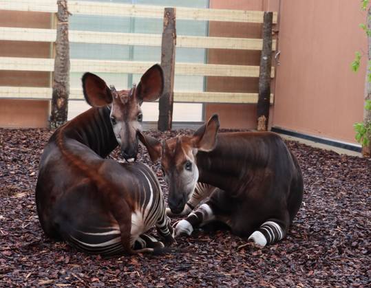 Two Male Okapis Arrive In Valbrembo - Italy Valbrembo, Le Cornelle Wildlife Park in Valbrembo is home to one of the planet s most endangered species: two male okapis, Okapia johnstoni, have arrived at the park. This is a private photo posted on social media or broadcast media, provided by this Agency. The Agency claims no ownership, including but not limited to copyright or licensing, in the attached material. Fees charged by this Agency are for the Agency s services only and do not convey, nor are they intended to convey to you, any ownership, copyright, or licensing rights in the material. By posting this material, you expressly agree to indemnify and hold the Agency and its directors, shareholders, and employees harmless from any loss, c  Copyright: xFotogramma IPA ABACAx