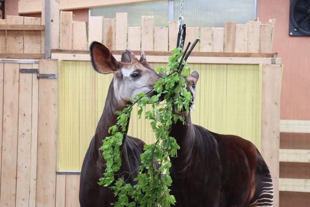Two Male Okapis Arrive In Valbrembo - Italy Valbrembo, Le Cornelle Wildlife Park in Valbrembo is home to one of the planet s most endangered species: two male okapis, Okapia johnstoni, have arrived at the park. This is a private photo posted on social media or broadcast media, provided by this Agency. The Agency claims no ownership, including but not limited to copyright or licensing, in the attached material. Fees charged by this Agency are for the Agency s services only and do not convey, nor are they intended to convey to you, any ownership, copyright, or licensing rights in the material. By posting this material, you expressly agree to indemnify and hold the Agency and its directors, shareholders, and employees harmless from any loss, c  Copyright: xFotogramma IPA ABACAx