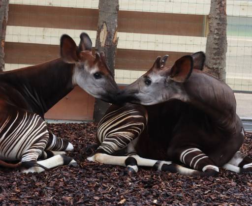 Two Male Okapis Arrive In Valbrembo - Italy Valbrembo, Le Cornelle Wildlife Park in Valbrembo is home to one of the planet s most endangered species: two male okapis, Okapia johnstoni, have arrived at the park. This is a private photo posted on social media or broadcast media, provided by this Agency. The Agency claims no ownership, including but not limited to copyright or licensing, in the attached material. Fees charged by this Agency are for the Agency s services only and do not convey, nor are they intended to convey to you, any ownership, copyright, or licensing rights in the material. By posting this material, you expressly agree to indemnify and hold the Agency and its directors, shareholders, and employees harmless from any loss, c  Copyright: xFotogramma IPA ABACAx