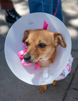April 4, 2026, Los Angeles, California, USA: People and their pets line up in Olvera Street in Los Angeles to receive a blessing from Archbishop Jose Gomez in a Catholic tradition that celebrates St. Francis of Assisiâ€⠢s love of animals. This centuries-old tradition, usually held the Saturday before Easter, has been a part of Olvera Streetâ€⠢s history since 1930. Los Angeles USA - ZUMAh234 20260404_zsp_h234_003 Copyright: xMarkxEdwardxHarrisx