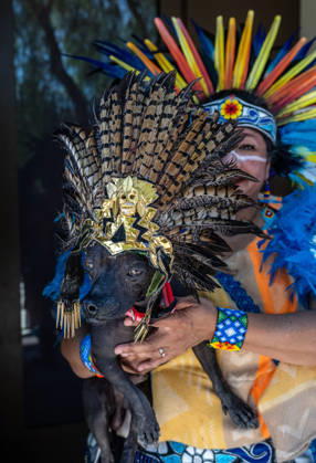 April 4, 2026, Los Angeles, California, USA: People and their pets line up in Olvera Street in Los Angeles to receive a blessing from Archbishop Jose Gomez in a Catholic tradition that celebrates St. Francis of Assisiâ€⠢s love of animals. This centuries-old tradition, usually held the Saturday before Easter, has been a part of Olvera Streetâ€⠢s history since 1930. Some people and there animals dress up, in this case, as Aztecs. Los Angeles USA - ZUMAh234 20260404_zsp_h234_011 Copyright: xMarkxEdwardxHarrisx