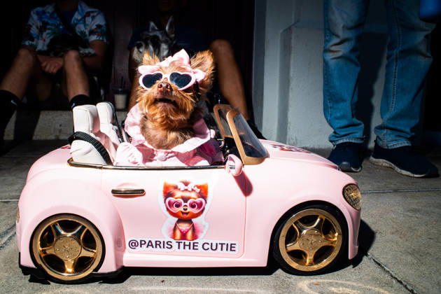 April 4, 2026, Los Angeles, California, USA: A small dog sits in remote control car while waiting in line to be blessed by Acrhbishop JOSE GOMEZ during the yearly Blessing of the Animals at Olvera Street on Saturday, April 4, 2026 in Los Angeles, California. Los Angeles USA - ZUMAh206 20260404_znp_h206_012 Copyright: xBenjaminxHansonx