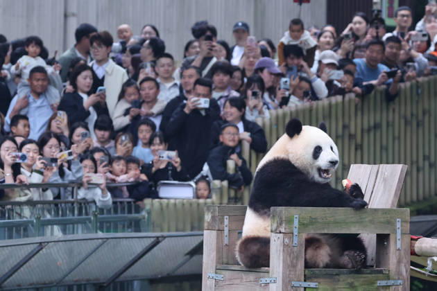 Giant Panda CHONGQING, CHINA - APRIL 5, 2026 - Tourists visited Giant Pandas at Chongqing Zoo in Chongqing, China on April 5, 2026. Chongqing Chongqing China Copyright: xCFOTOx i1775397366269