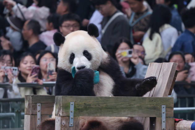 Giant Panda CHONGQING, CHINA - APRIL 5, 2026 - Tourists visited Giant Pandas at Chongqing Zoo in Chongqing, China on April 5, 2026. Chongqing Chongqing China Copyright: xCFOTOx i1775397366449