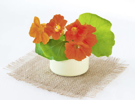 Great Nasturtium, Great Capuchin Cress, Nasturtium, Capuchin Kresse Tropaeolum majus , Nasturtium in a Vase at a Doily from Jute Indian cress, Common nasturtium, Garden nasturtium Tropaeolum majus , nasturtiums in a Vase ON a Jute doily BLWS745552 Copyright: xblickwinkel C.xLesjakx