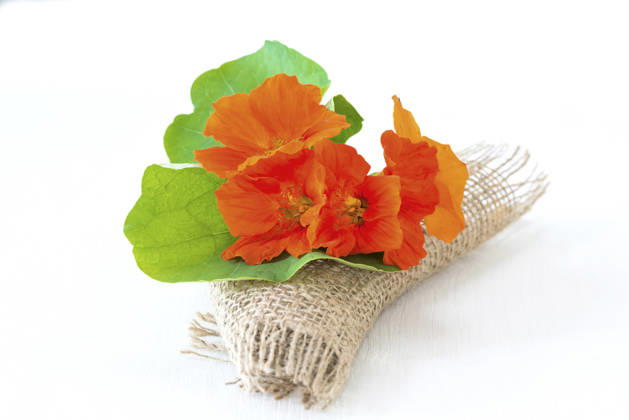 Great Nasturtium, Great Capuchin Cress, Nasturtium, Capuchin Kresse Tropaeolum majus , Nasturtium in a Vase with a Doily from Jute Indian cress, Common nasturtium, Garden nasturtium Tropaeolum majus , nasturtiums in a Vase With a Jute doily BLWS745553 Copyright: xblickwinkel C.xLesjakx